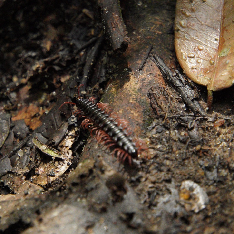 Ghana's Süden erleben